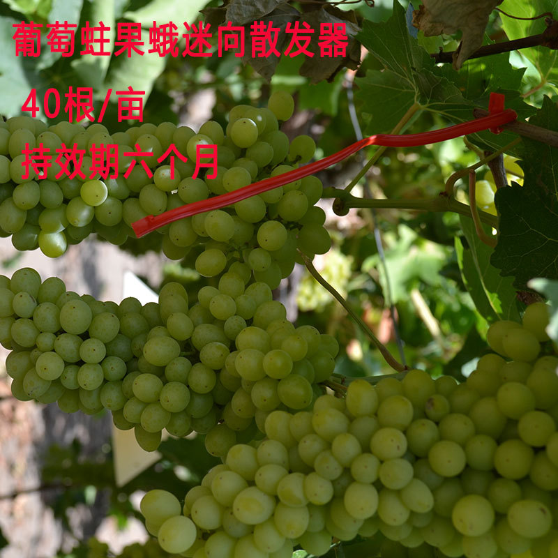 中捷四方葡萄蛀果蛾迷向信息素散发器葡萄柱果持效期6个月