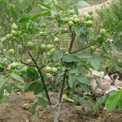 嫁接核桃树苗8518薄皮核桃果树苗南北方四季盆栽地栽种植当年结果