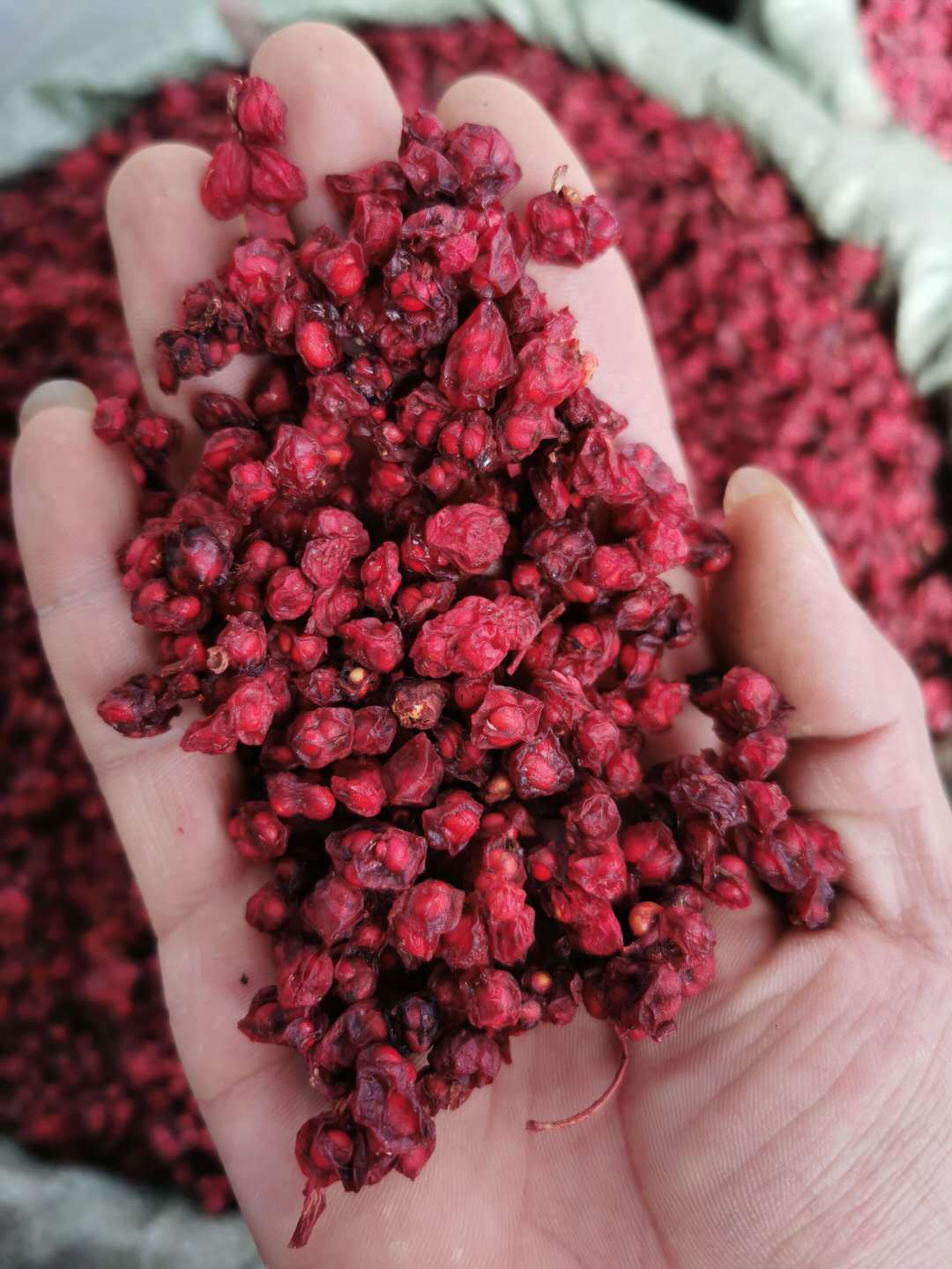 Liao Wu Wei Zi Schisandra Berries Dried Wu Wei Zi 500g Traditional Herbal Tea and Decoction Ingredient in use