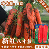 Red carrot seed carrot seed carrot seed seed seeds seeds wholesale vegetable seed seed seed seed company