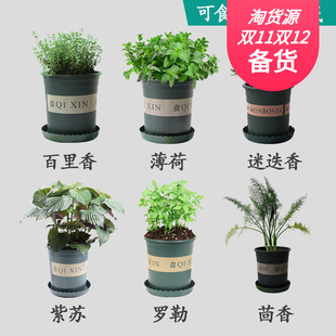 紫蘇苗圖片 海量高清紫蘇苗圖片大全 阿里巴巴