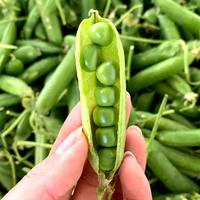雲南新鮮豌豆蔬菜鮮果包郵