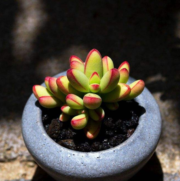 天羽多肉砍头苗小天狗多肉种苗批发多肉植物 阿里巴巴