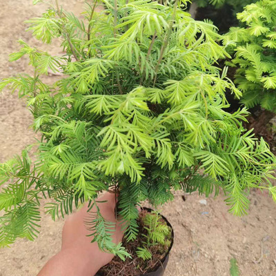 【基地直供】造型花卉盆景 阳台绿植盆栽 净化空气 10寸S水杉|ru