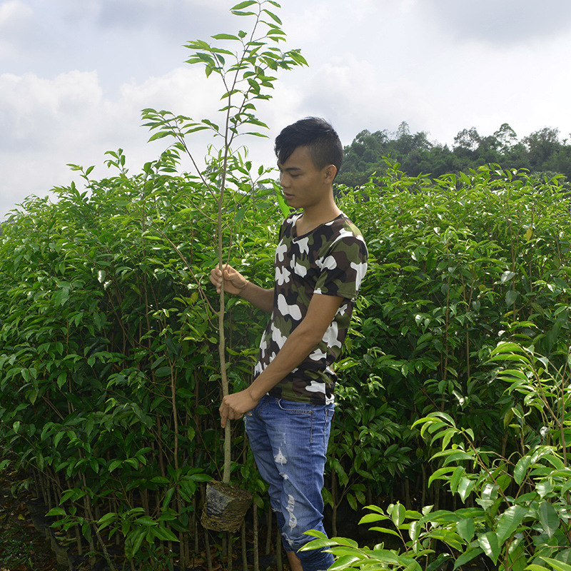 基地批发名贵苗木沉香树苗海南种子实生苗大苗小苗原土发基地直供