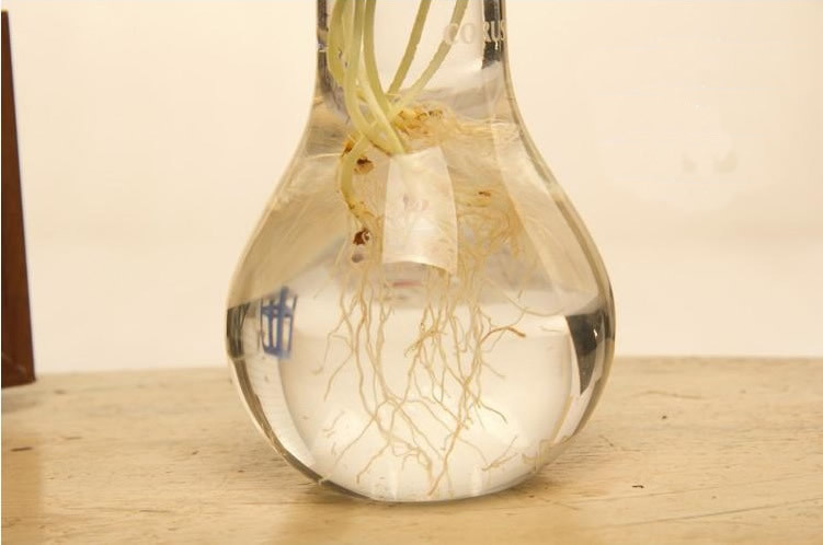 Estilo europeo creativo Bombilla Mesa florero de cristal transparente decoración flor hidropónica Dispositivo de moda accesorios para el hogar