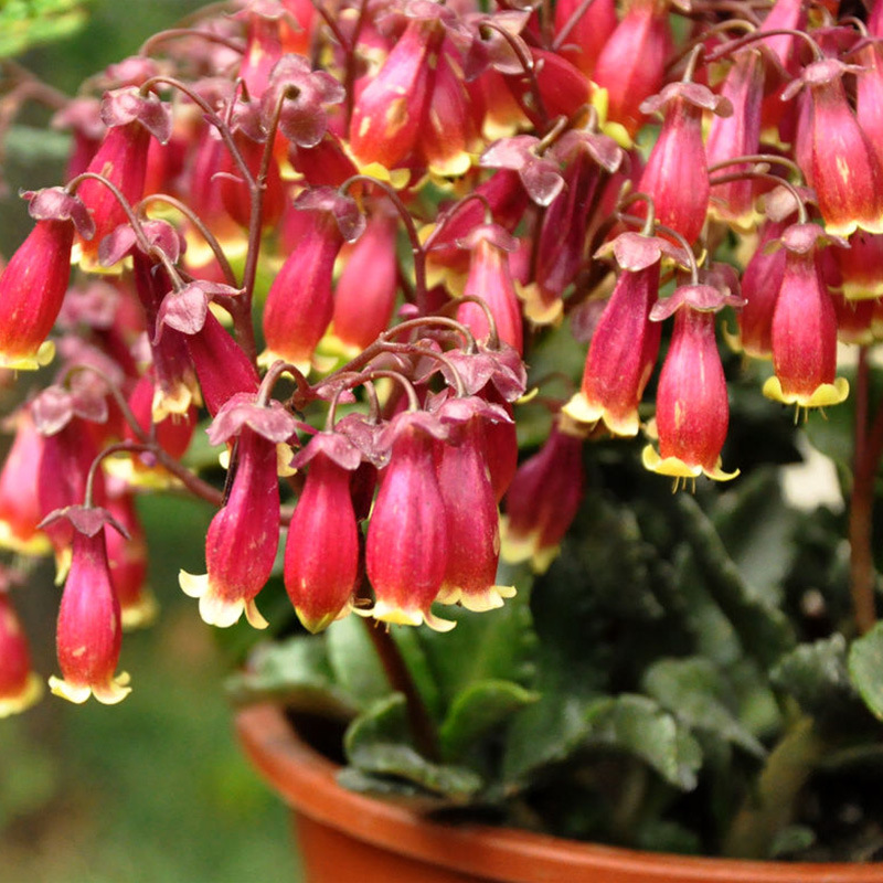 宮燈長壽花盆栽重瓣大花植物花卉室內帶花苞陽台四季開花不斷好養