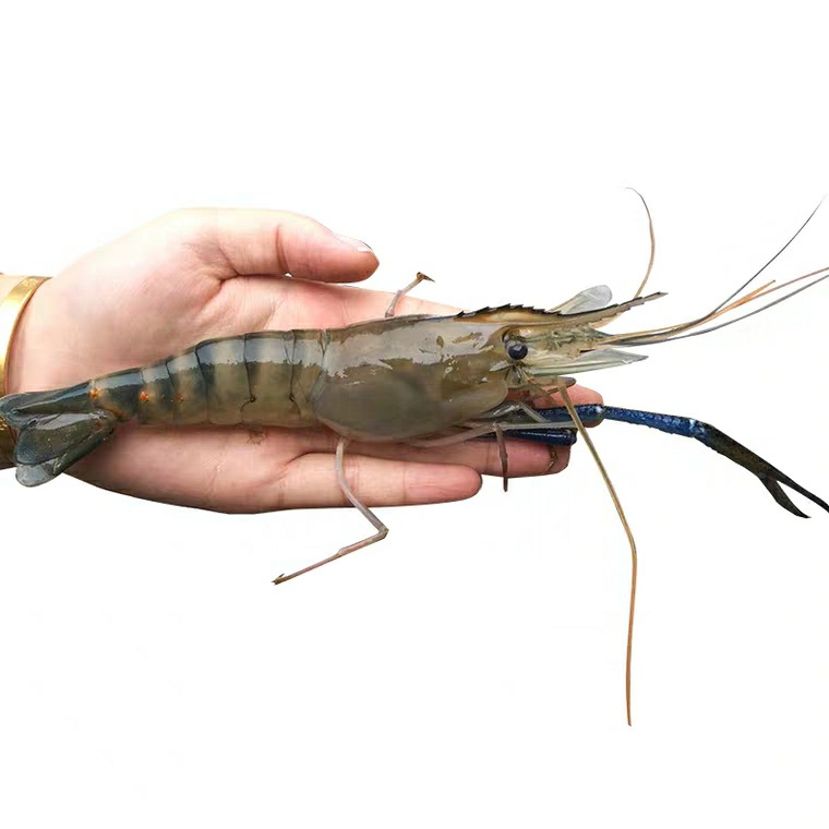 冷冻罗氏虾 生冻大头虾罗氏沼虾大头虾冷冻粗加工水产品|ms