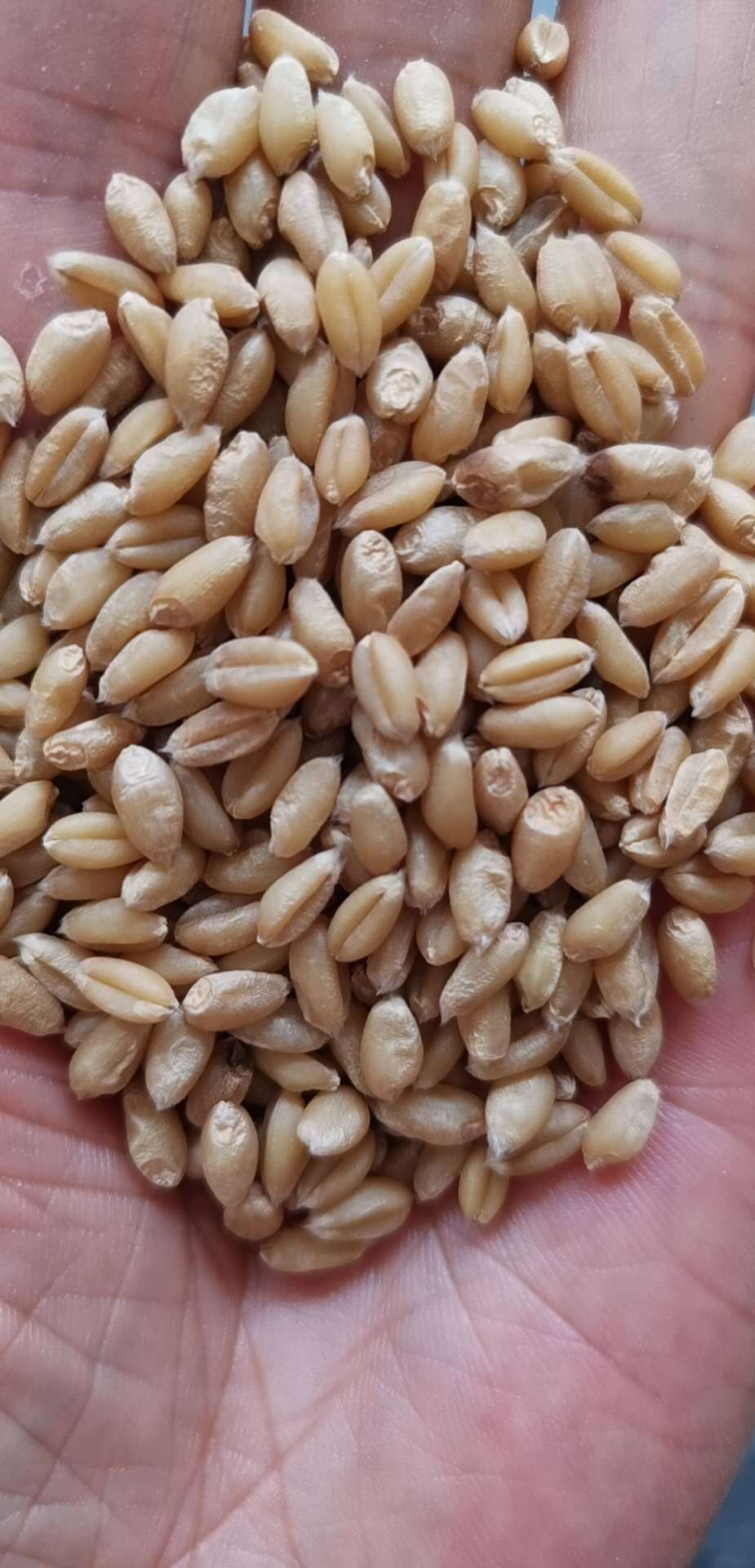 微信图片_20200802103212