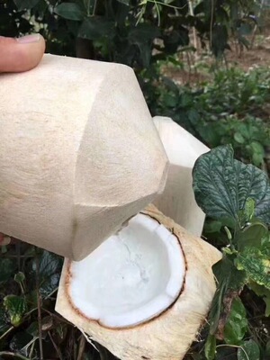 【海南直发】海南三亚椰青 9个装 送开椰器  生津止渴包邮到家|ru