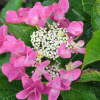 Flower seeds wholesale (geranium flower seeds) foreign hydrangea seed seeds mixed color hydrangea seeds blooming in four seasons