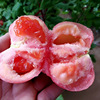 Zhongke Maohua Vegetable Seed Diana Tomato seed pink fruit type beautiful cracking resistance 100 grains