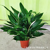 Base direct approval ｜ Princess wine white palm, sailing, potted indoor flowers, green plants purify air