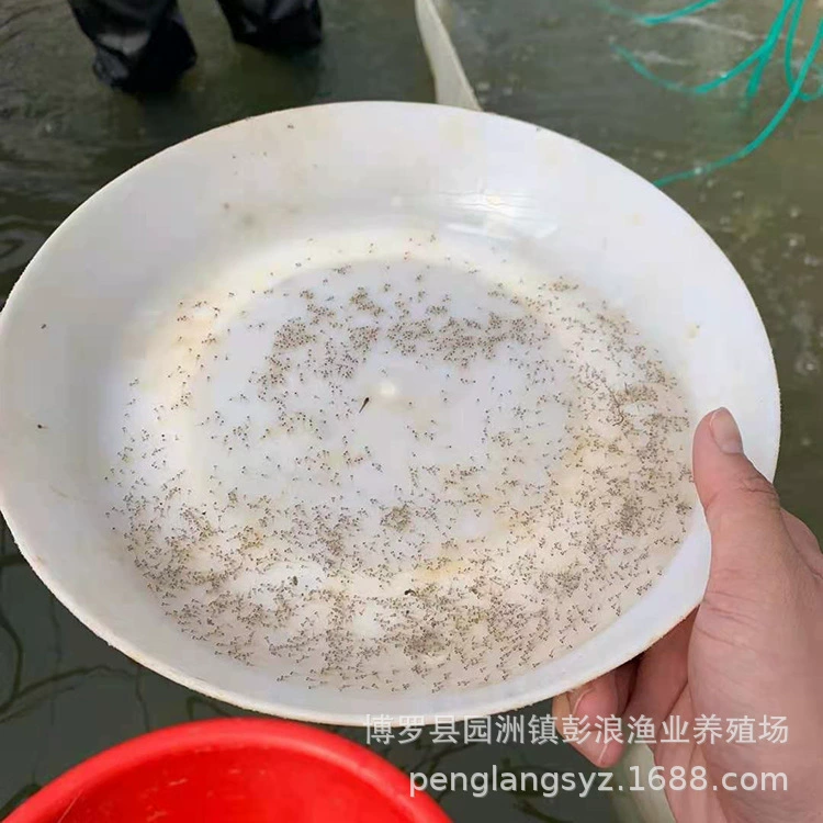 Калифорнийский окунь, окунь с широким ртом, черный окунь, окунь-акула, мужской окунь, оптом круглый год в Гуандуне.