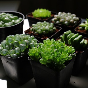 ʈ@ˇֲ¶躬Nðl؛ײͶMԾGֲ