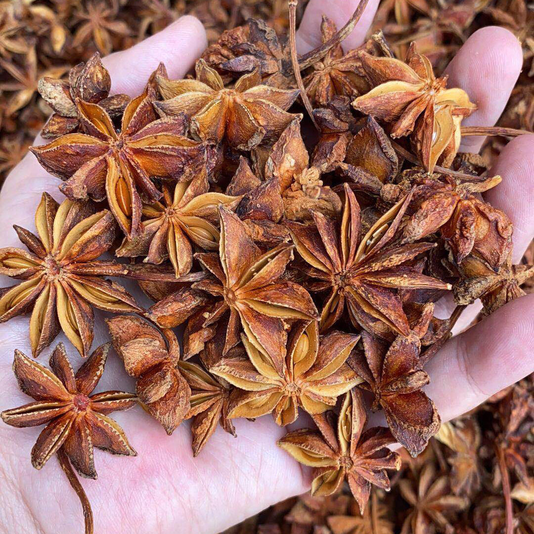 新八角 廣西大料香辛料 香料火鍋料調味料火鍋底料有肉桂桂皮批發