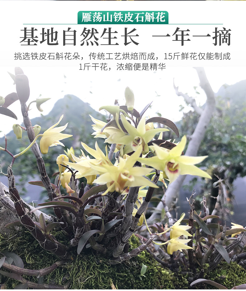 雁荡山铁皮石斛花内页2_03