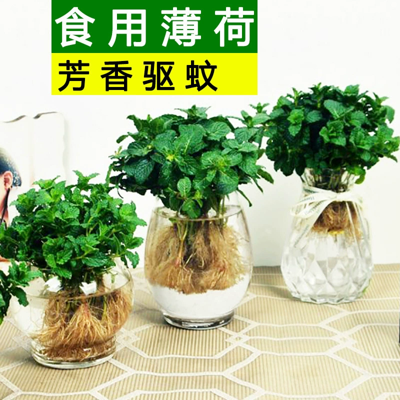 Съедобная мята Гидропонные комнатные растения Балконные цветы Зеленые растения Средство от комаров Травы Офис Вода в горшках Очищенные листья мяты