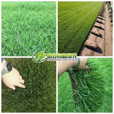 耐寒草坪种子高原种植紫羊茅种子种植护坡耐抗旱耐践踏紫羊茅草籽