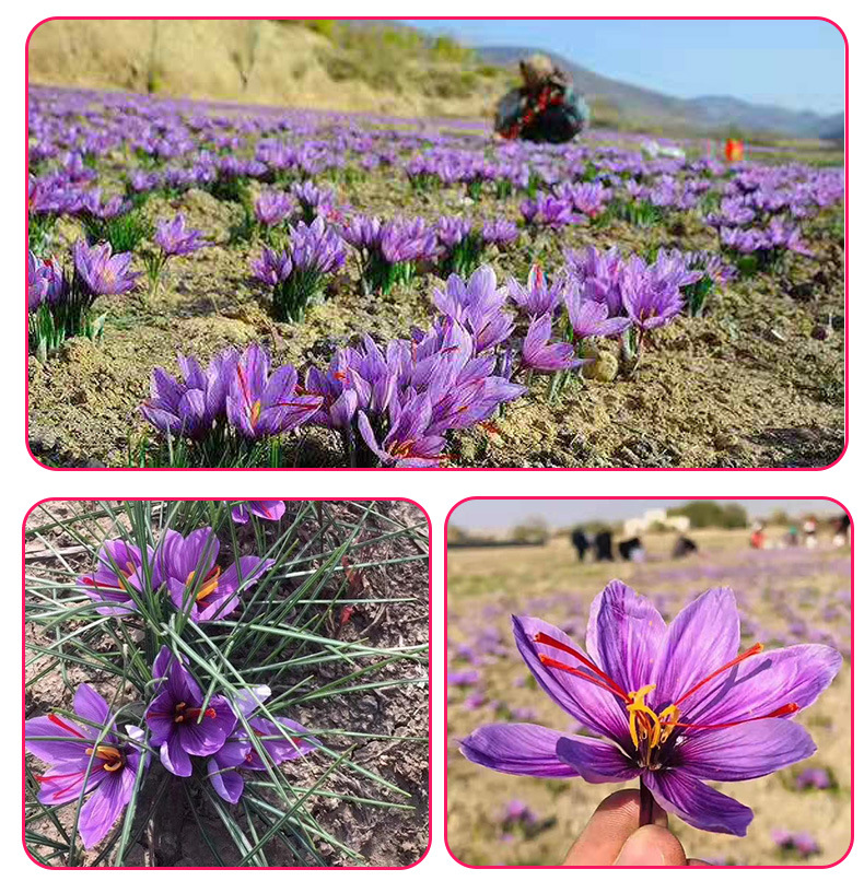 未标题-1藏红花2-拷贝_05