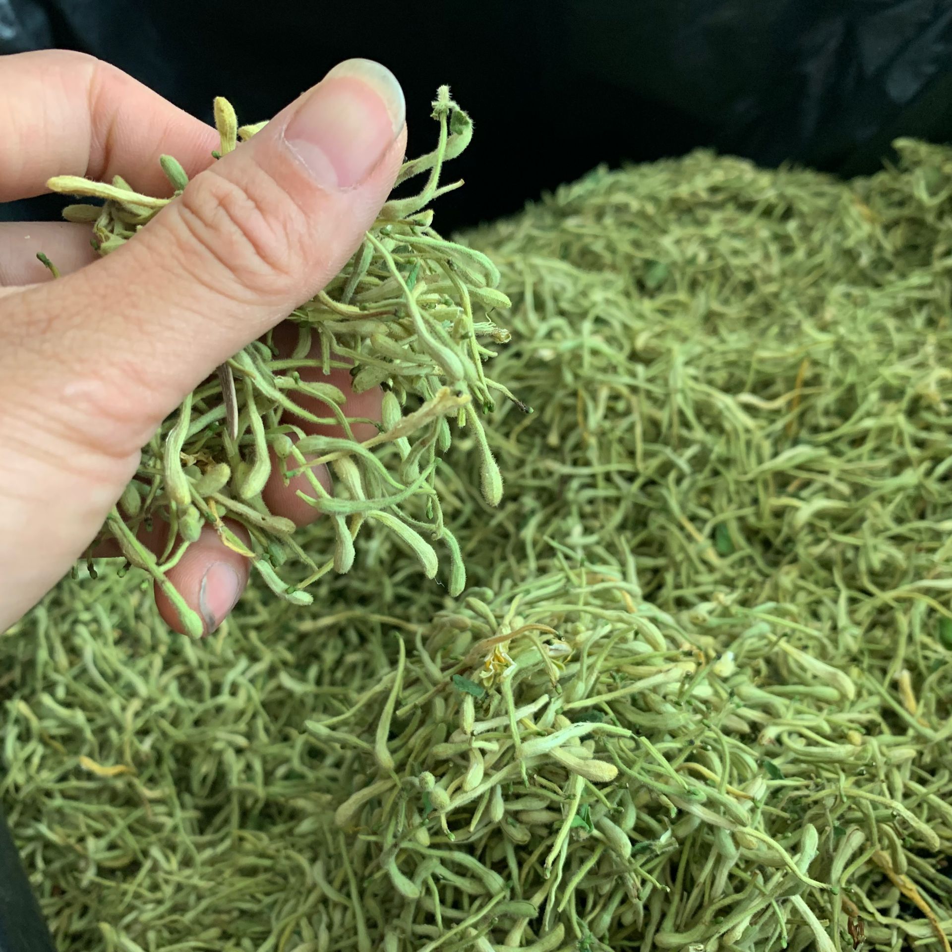 Honeysuckle Flower Tea Jin Yin Hua Dried Buds 500g Natural Sun Dried Herbal Tea for Brewing in use