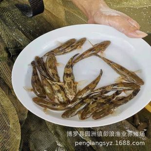 �����ֱ�����S���~�����~��3-6cm ��ˮ�Bֳ �����s���S���~��