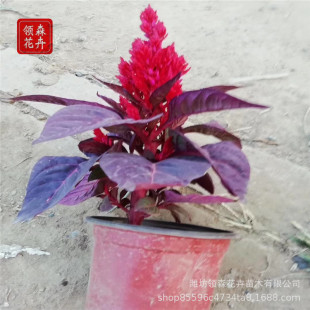 �r��ݻ��t�~һ֧�P ���o�t �u�ڻ�  ������[���� ���@С�^�G��