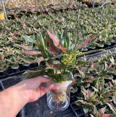 【基地直供】水培植物花卉盆栽 居家花卉绿植盆栽 水培火龙