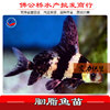 high quality Rouge Fry Smooth sailing seedling Watch Fry wholesale Koi Fry
