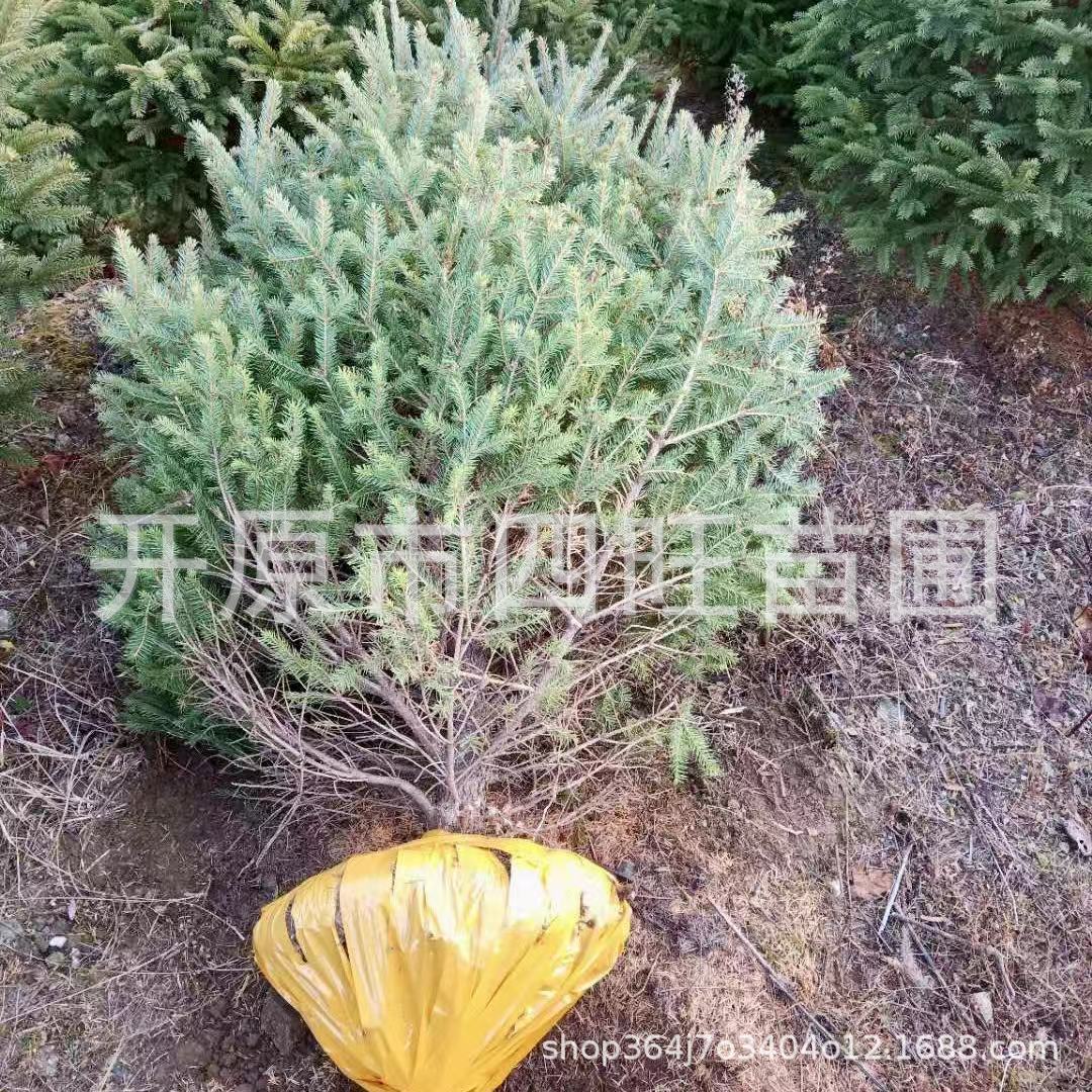 Base Direct selling Spruce christmas tree Redskins Spruce Evergreen Price Discount