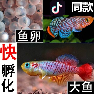 淡水小型魚圖片 海量高清淡水小型魚圖片大全 阿里巴巴