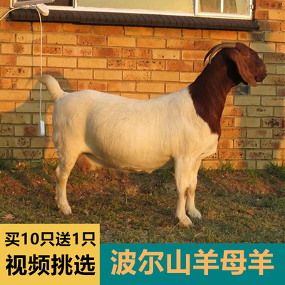 Boer goats Breeding sheep living thing Boer goats Adult Ewe Thoroughbred Ram Lamb Pregnant Ewe