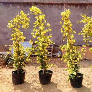 Muxiang Flower Seedlings, Climbing Vines, Fragrant Four-Season Rose Seedlings, Garden Flower Potted Plants, Sweet Red, Yellow and White Qilixiang