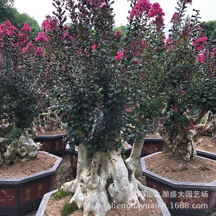 IMG_5429(20200224-225540)