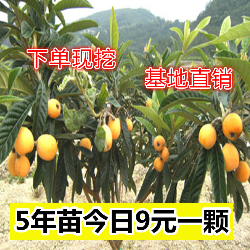 枇杷枇杷树图片 海量高清枇杷枇杷树图片大全 阿里巴巴