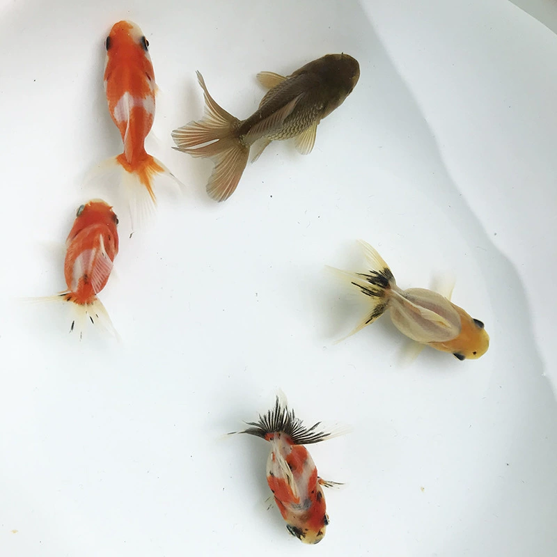 Тайский Лев Жарить золотую рыбку оптом красный и белый кои триколор кои Львиная голова кран сверху красный ланшоу маленький мальков ручная тренировка Фрай