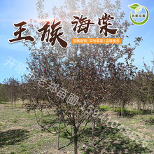2023年開原苗圃 王族海棠 綠化彩化樹種 落葉小喬木 東北錦綉海棠