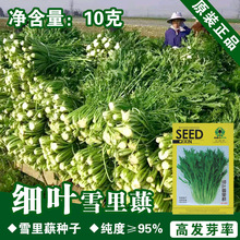 雪里红种子 雪里红种子品牌 图片 价格 雪里红种子批发 阿里巴巴