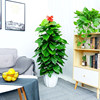 Large -leaf green dill pillar room large potted living room Green potted plant purification air office flower