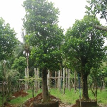 龙木树 龙木树品牌 图片 价格 龙木树批发 阿里巴巴