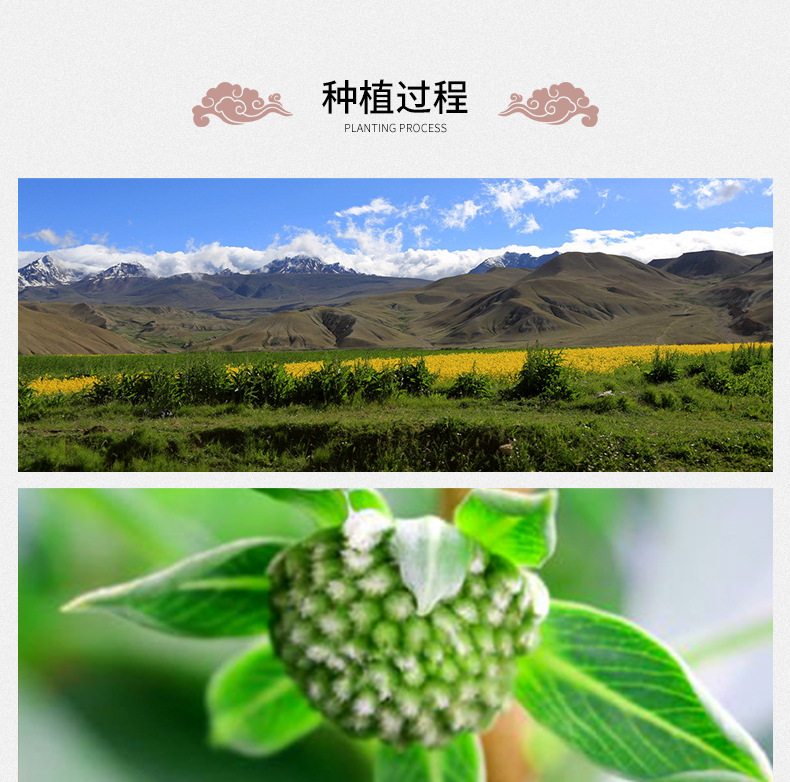 Green Radish Flower Tea Zang Lu Luo Luo Hua Dried Herbal Tea 500g Natural Sun Dried Loose Flowers specifications