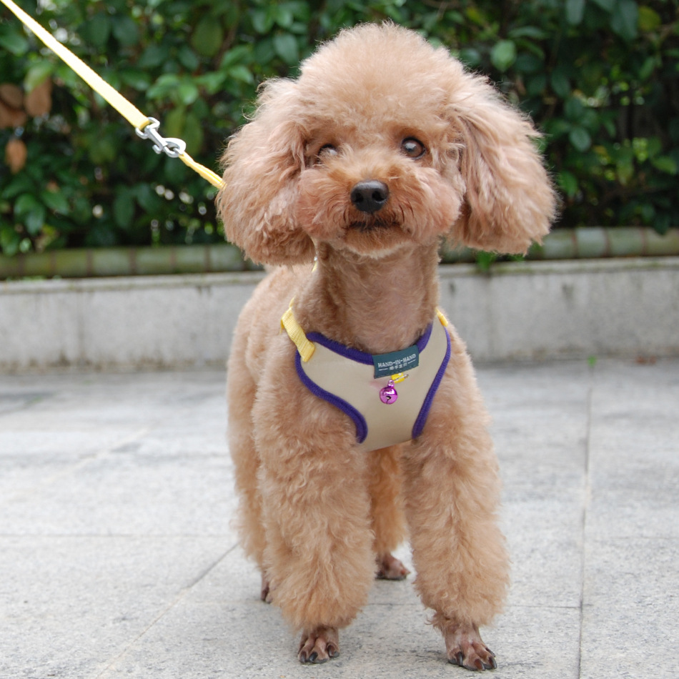 pet products harness vest mesh