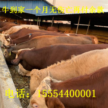 河北有肉牛养殖场吗 西门塔尔牛犊种牛西门塔尔牛