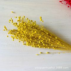 乾花富貴豆情人豆雲南昆明乾花永生花批發Ins拍攝道具家居裝飾