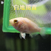 2cm Map Fry living thing large Tropical Fish Ornamental fish Feng Shui Fish Carnivorous Larvae Ferocious