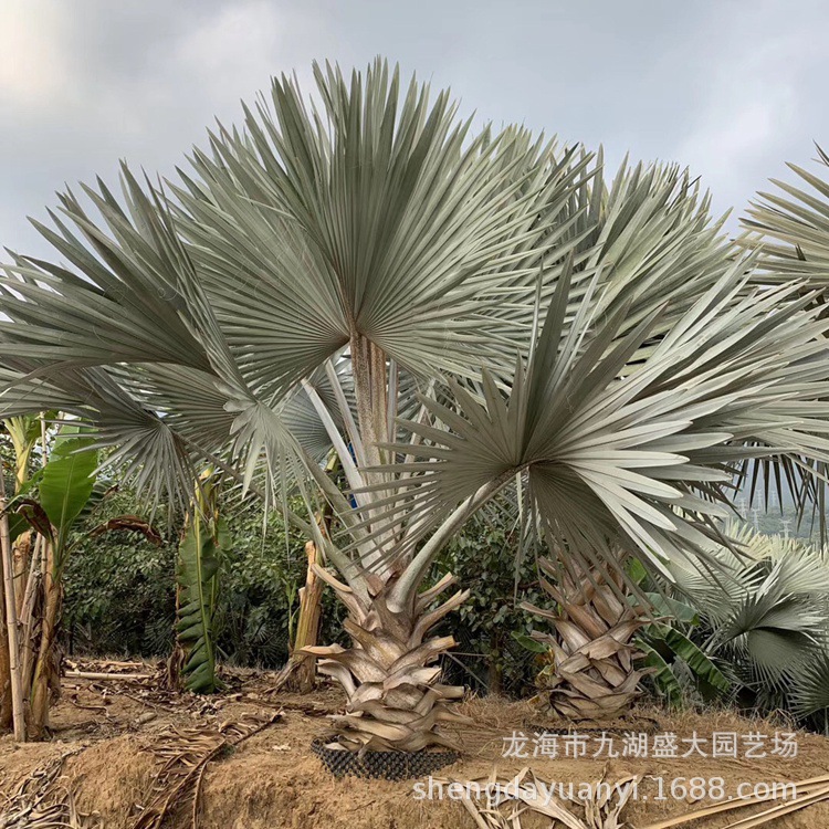 IMG_5736(20200301-225012)