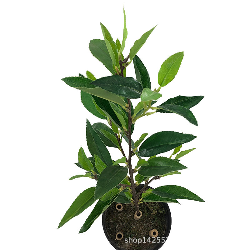 XRB-129 四叉枝福鼎大白茶叶.jpg