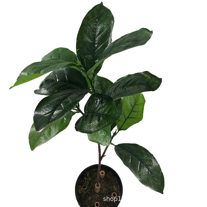 XRB-058 高榕三叉枝2.jpg