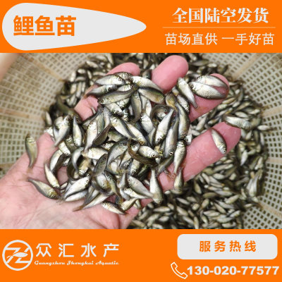 批發鯉魚苗 建鯉苗 全鱗鯉魚苗 稻田鯉 工程鯉 淡水養殖