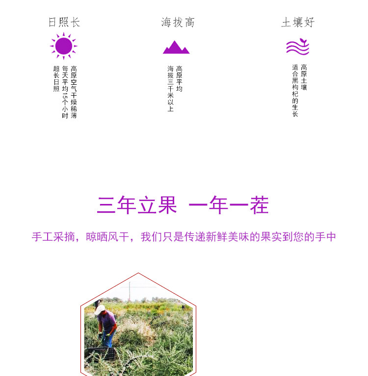 Dried Black Goji Berries from Qinghai Ready to Eat 500g Large Medium Fruit specifications